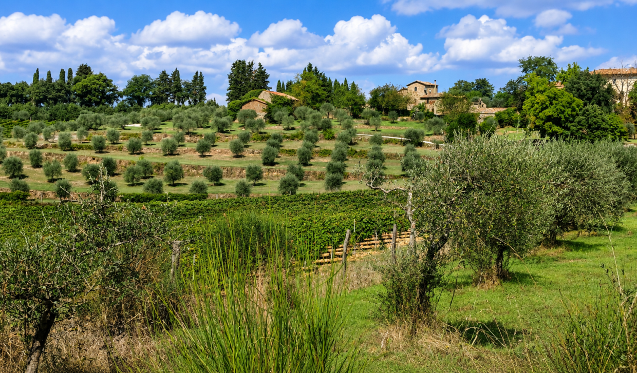 paesaggio_olivicolo.png
